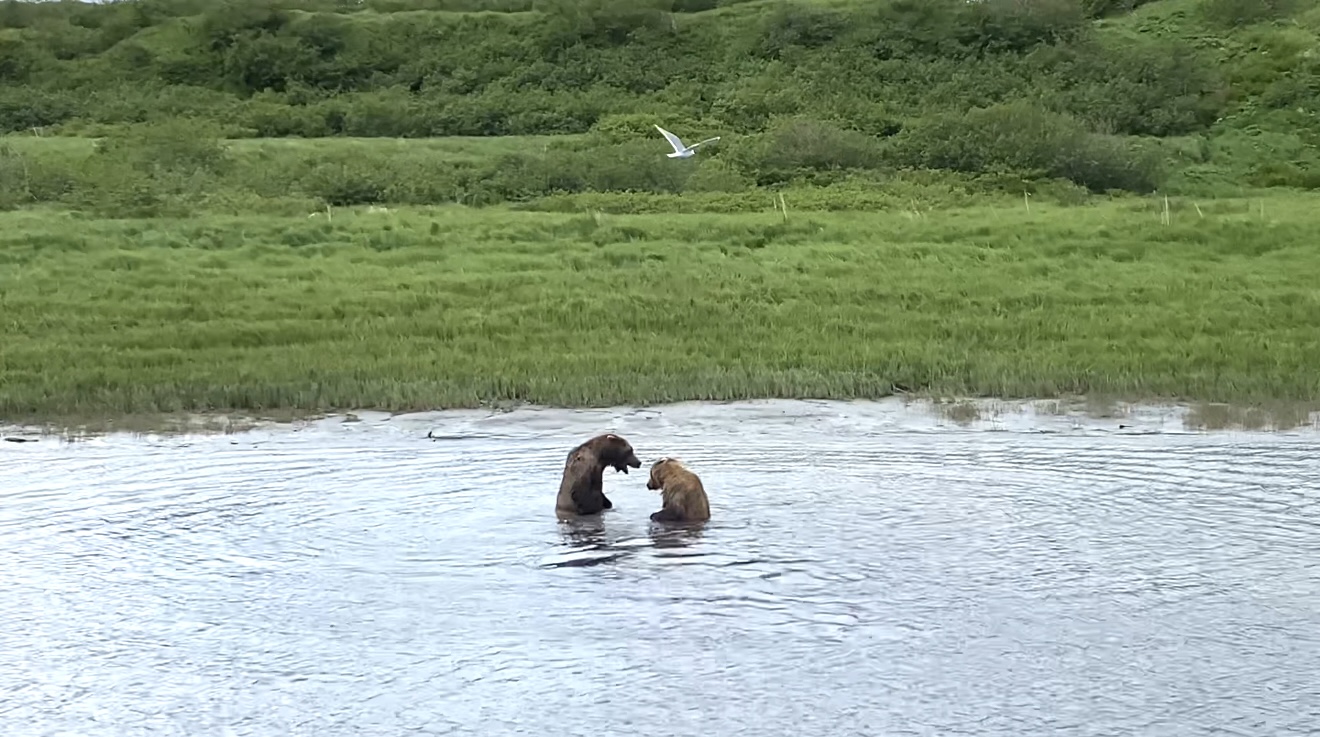 Two adult bears confronting each other in shallow water