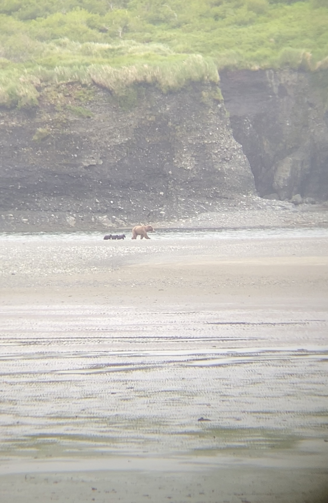 A mother bear leading three cubs across a bay in Alaska